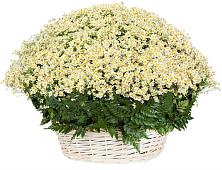 Цветочная композиция из Ромашки в корзине #REPLACE_PRED# Людиново